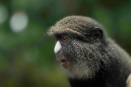 Study: Female Monkeys Use Males as “Hired Guns” for Defense Against Predators